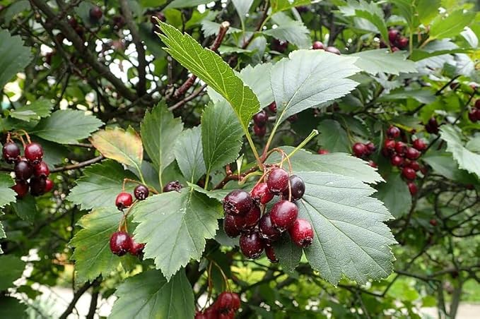 Aubépine noire centuple 10 graines - Crataegus douglasii Arbuste indigène du nord-ouest du Pacifique, petit arbre fruitier 