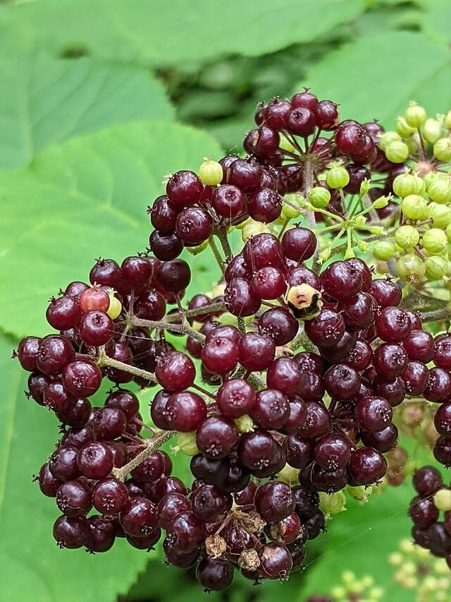 American Spikenard 50 Herb Seeds - Aralia racemose Canada Woodland Native Perennial in The Ginseng Family, Produce Tasty Berries