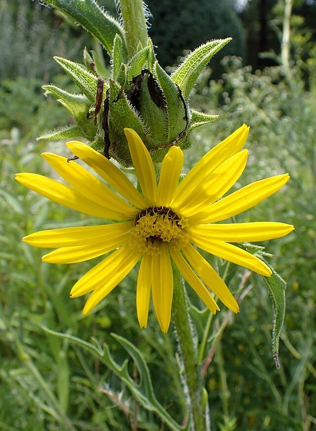 Compassplant Seeds, Silphium laciniatum Native Prairie Wildflower, 30 Seeds, Perennial | Hundredfold