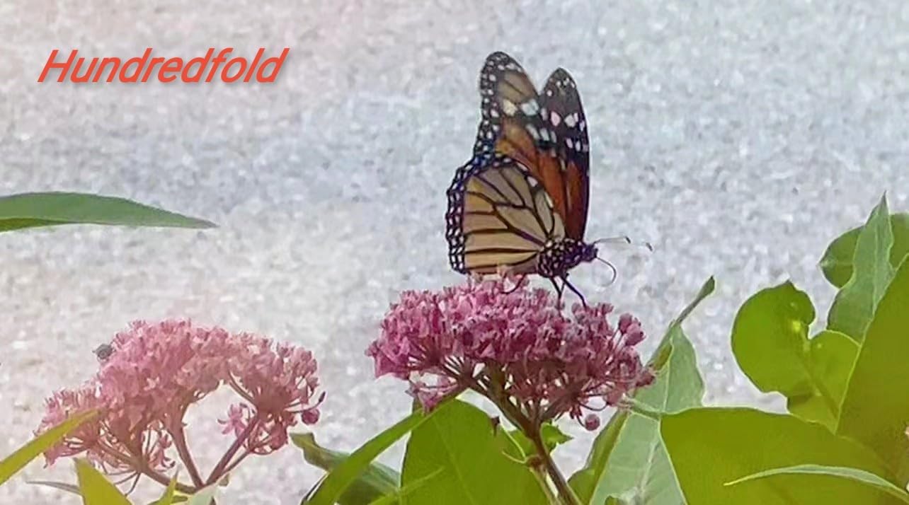 Hundredfold Swamp Milkweed 20 Perennial Flower Seeds - Asclepias incarnata, Rose Milkweed, Canada Native, Host Plant for Monarch Butterfly Larvae, Tolerate Wet Soils, Butterfly Garden Staple