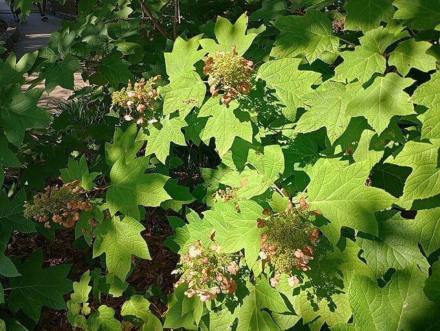 Oakleaf Hydrangea Hydrangea quercifolia, 20 Seeds, Cold-Hardy Perennial Flowering Shrub