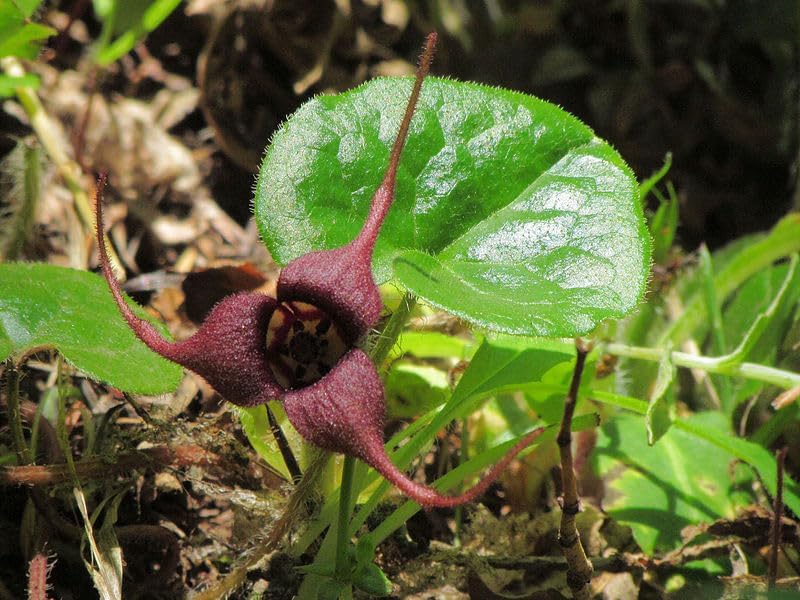 Gingembre sauvage du Canada 10 graines de fleurs sauvages - Asarum canadense Bon couvre-sol pour les forêts de l'Est et les paysages ombragés 