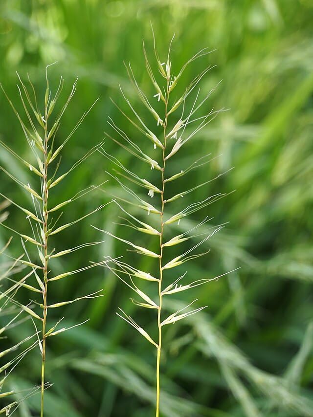 Bottlebrush Grass 100 Seeds - Elymus Hystrix (Eastern Canada Native) | Woodland Perennial, Shade Tolerant, Drought Resistant | Attracts Birds & Butterflies | Wildlife Garden Natural Landscaping