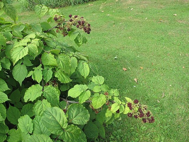 American Spikenard 50 Herb Seeds - Aralia racemose Canada Woodland Native Perennial in The Ginseng Family, Produce Tasty Berries