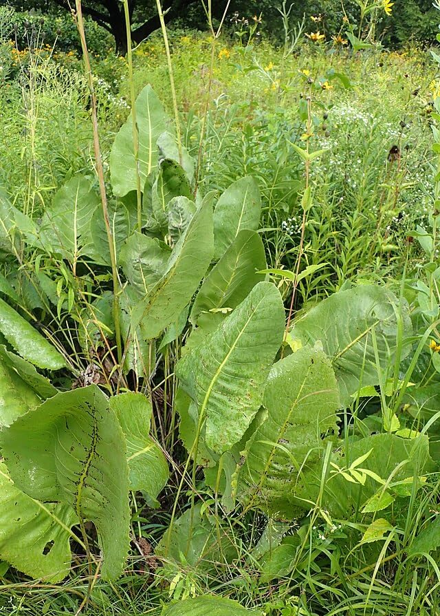 Prairie Dock 30 Wildflower Seeds - Silphium terebinthinaceum, Prairie Rosinweed, Grassland Native Perennial