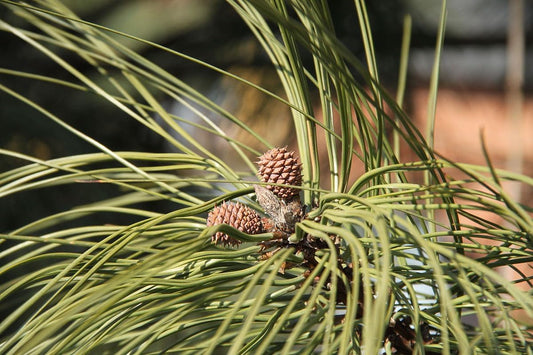 Pin ponderosa 10 graines - Pinus ponderosa Pin jaune de l'Ouest, pin noir, conifère à feuilles persistantes indigène de l'Ouest canadien, arbre ornemental, brise-vent et contrôle de l'érosion 