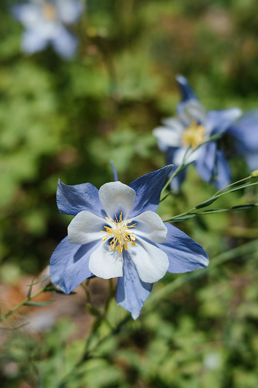 Ancolie bleue des montagnes Rocheuses au centuple 100 graines - Aquilegia caerulea Ancolie bleue des Alpes Fleur sauvage indigène de l'Ouest canadien Fleur sauvage 