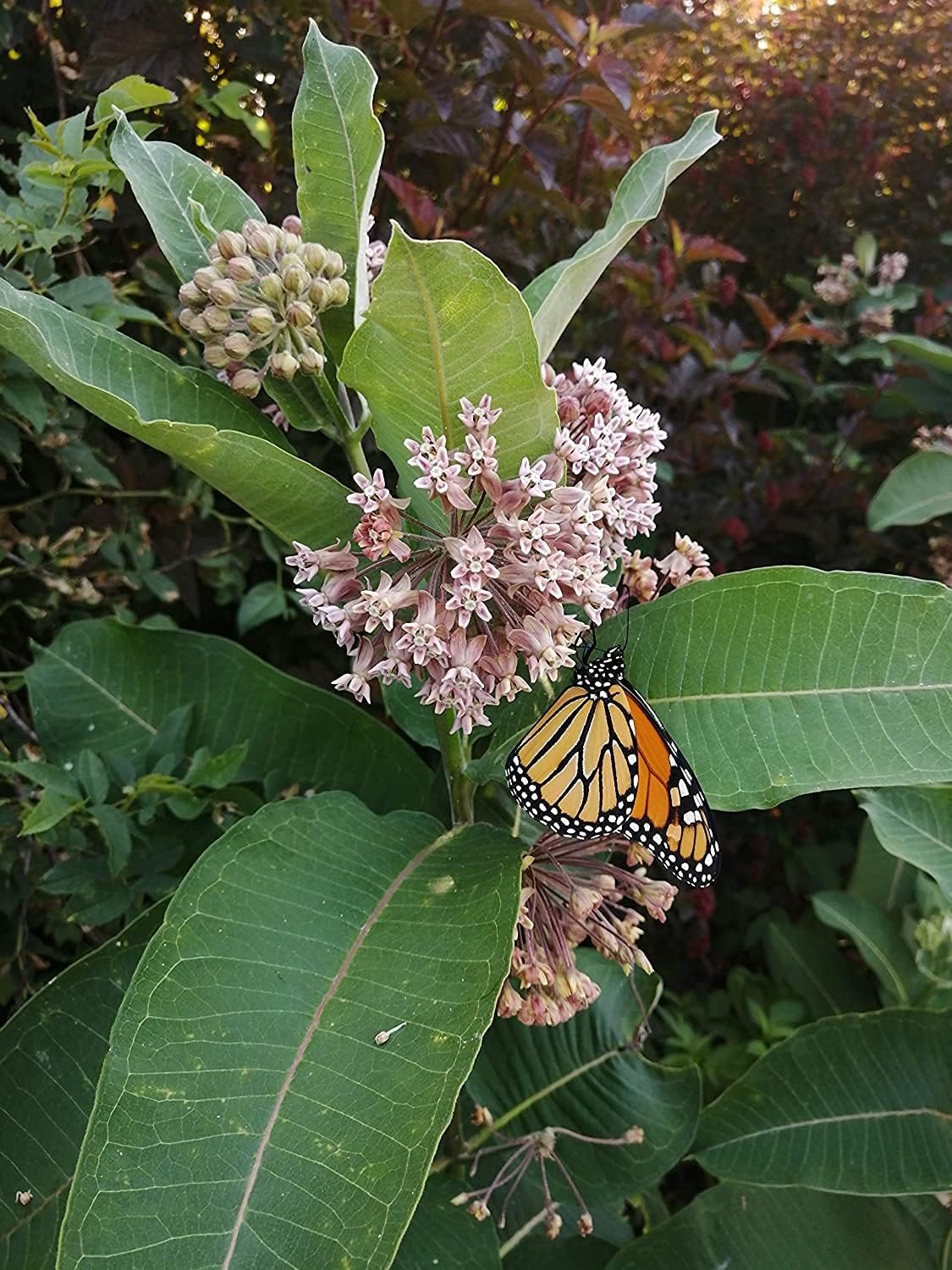 Common Milkweed Seeds – Asclepias syriaca Restoration Size (1/2lb) | Covers ~4,000 ft² in mixed plantings, Ideal for Monarch habitats | Hundredfold