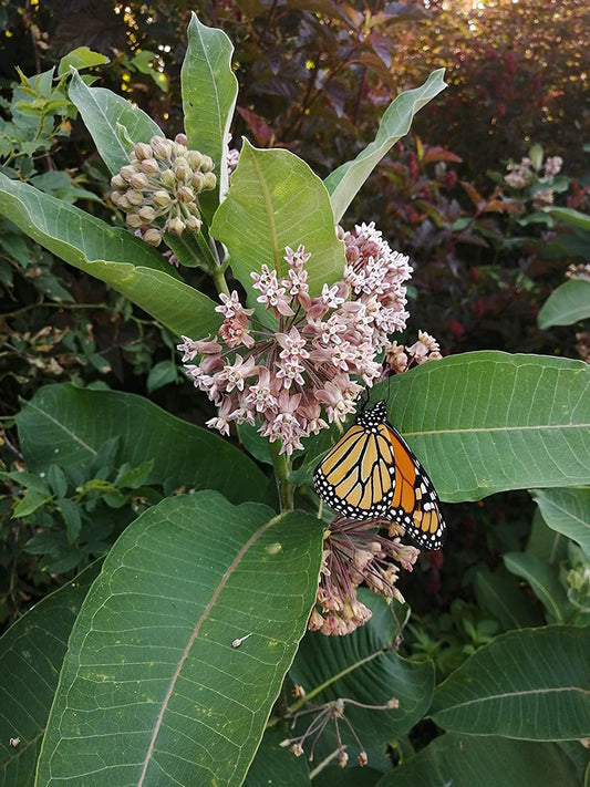Common Milkweed Seeds – Asclepias syriaca Restoration Size (1/2lb) | Covers ~4,000 ft² in mixed plantings, Ideal for Monarch habitats | Hundredfold