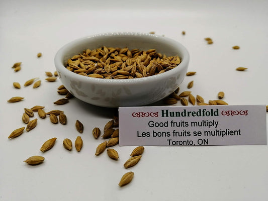 Certified organic whole barley grains with bran intact, unhulled and ready for cooking or sprouting –  from Hundredfold, Canada-grown