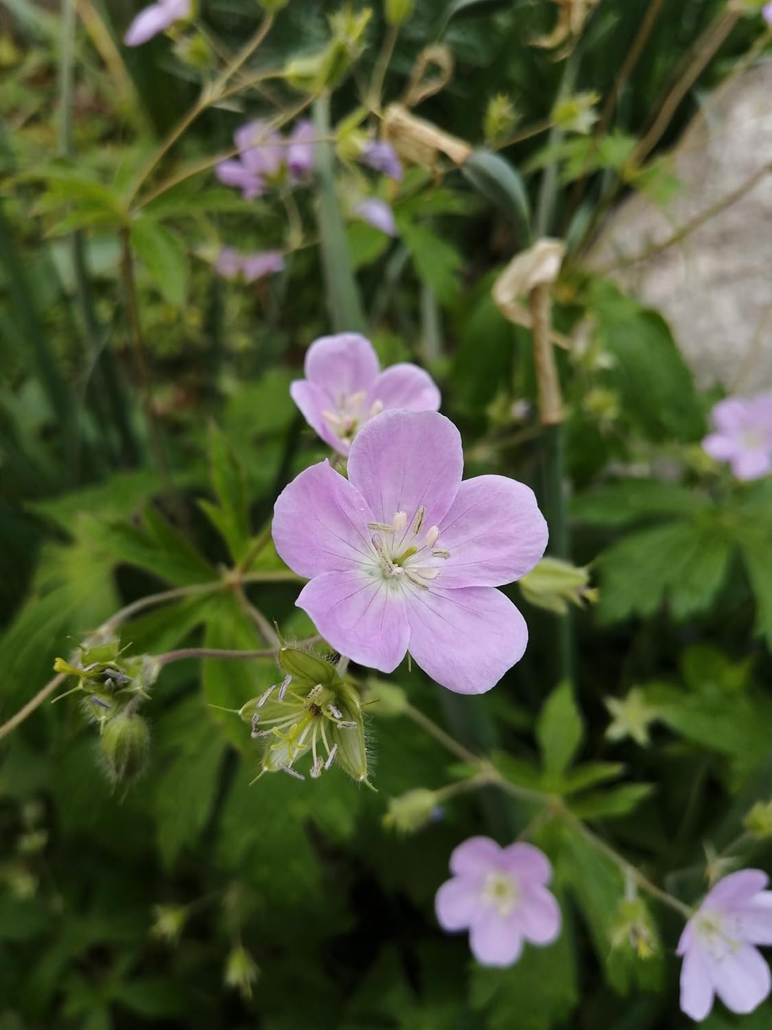 Hundredfold Wild Geranium 10 Flower Seeds - Geranium maculatum Cranesbill, North America Northeast Native Woodland Perennial Wildflower