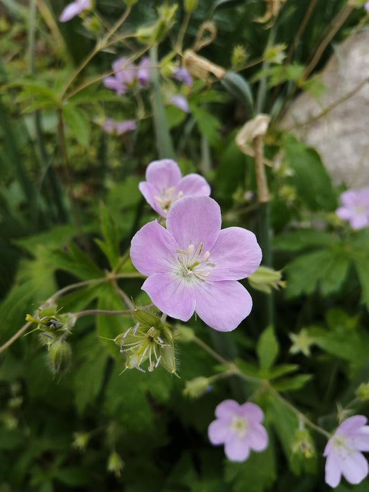 Hundredfold Wild Geranium 10 Flower Seeds - Geranium maculatum Cranesbill, North America Northeast Native Woodland Perennial Wildflower