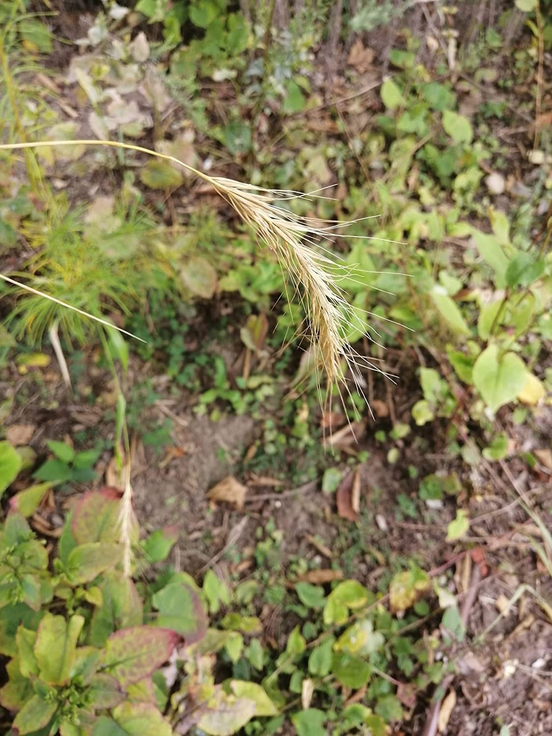 Graines de graminées de seigle sauvage de Virginie au centuple 200 graines - seigle sauvage des prairies indigènes de l'Ontario, seigle sauvage parfait pour le contrôle de l'érosion ou le gazon ornemental