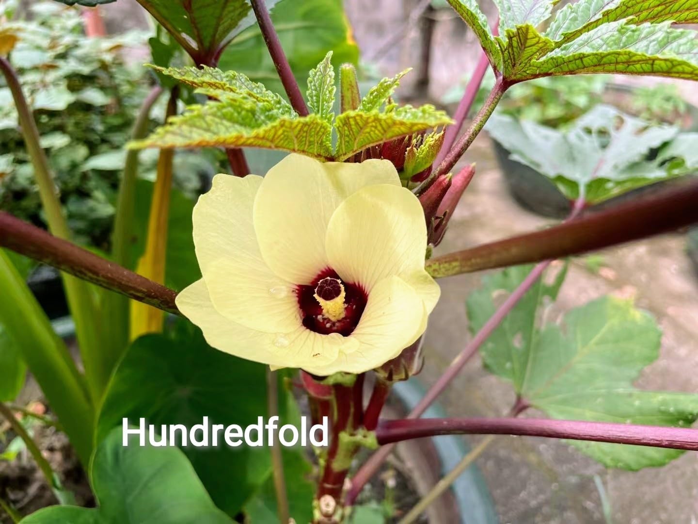 Hundredfold Organic Red Burgundy Okra 100 Vegetable Seeds - Abelmoschus esculentus Delicious Red Pods & Beautiful Flowers, Non-GMO