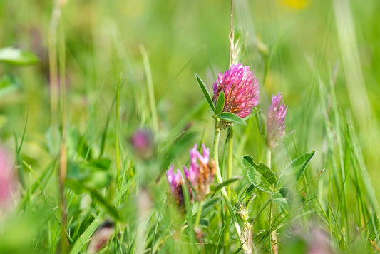 Trèfle rouge à double coupe centuple 2 lb de graines - Trifolium Pretense Medium Red Clover, amélioration de la pelouse ou alternative à la pelouse, pour le foin, les pâturages et l'amélioration du sol