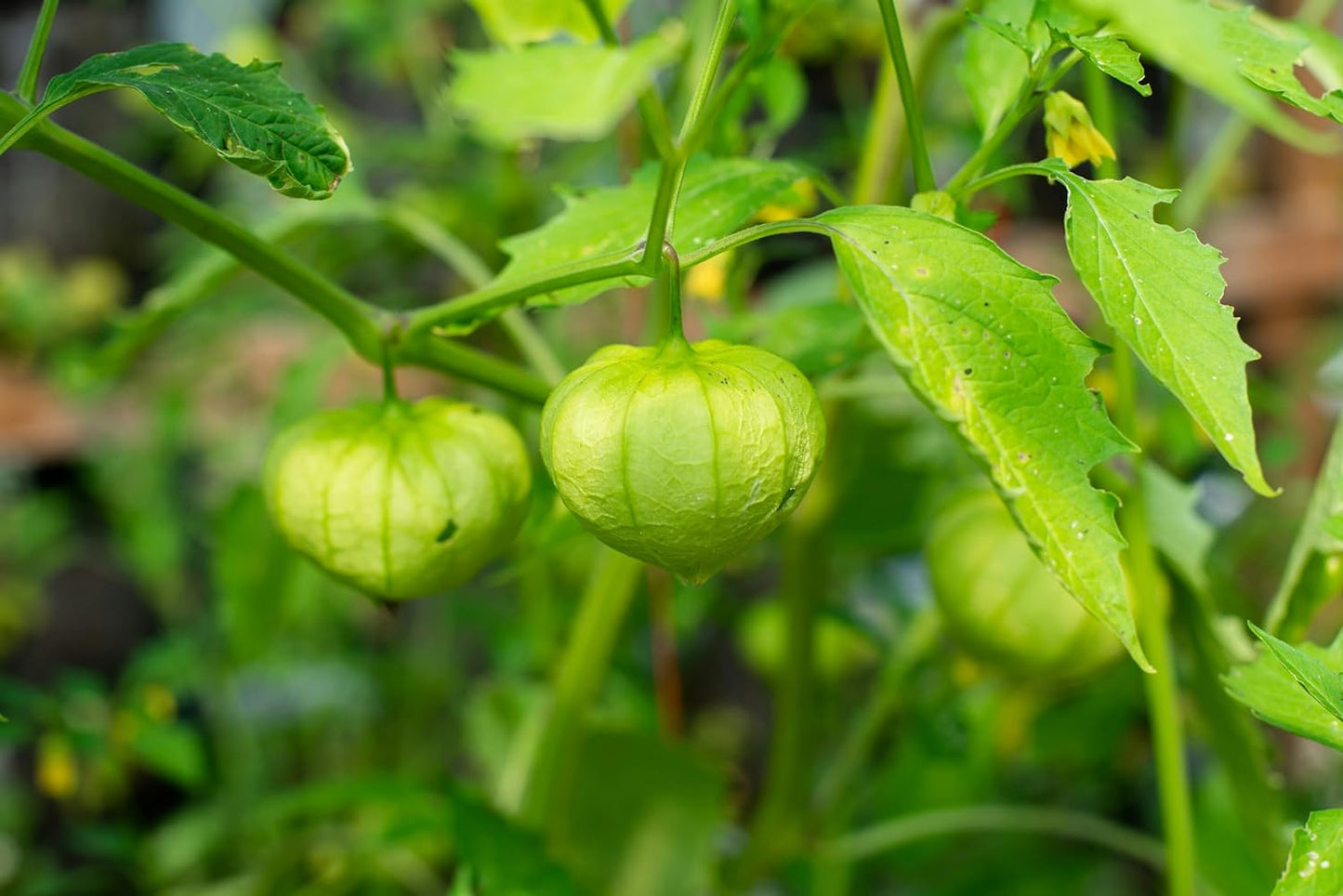 Centuple biologique Purple Blush Tomatillo 30 graines de légumes – Physalis ixocarpa sans OGM, excellent pour la salade, la sauce et la salsa pour tortilla 