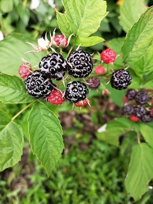 Hundredfold Black Raspberry One Live Plant - Canada Native Wild Blackcap Whitebark Raspberry, Bramble, Producing Tasty Fruits & Fragrant Flowers, Ontario Grown, No Pot
