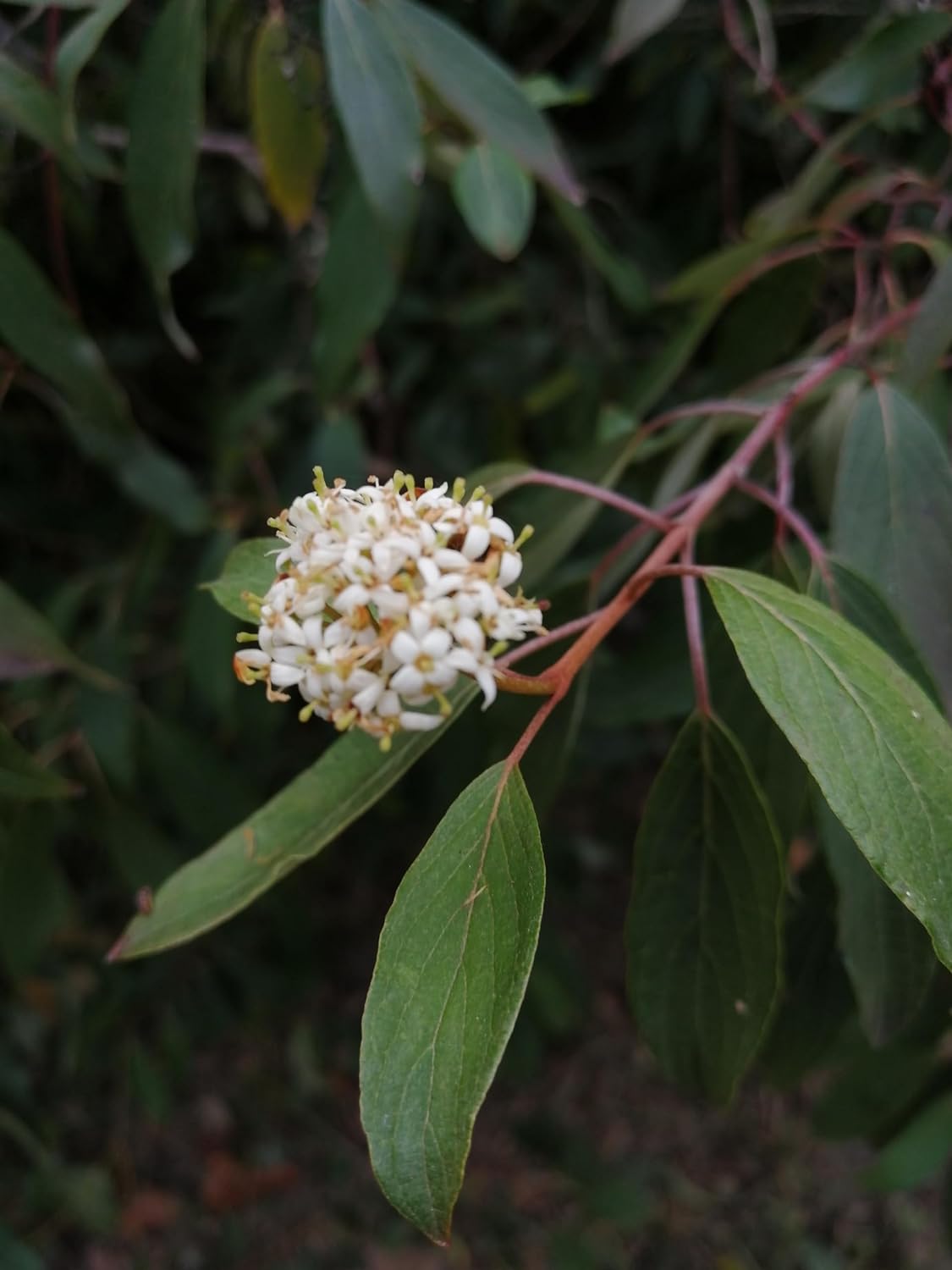 Graines de cornouiller soyeux au centuple 10 - Cornus obliqua Cornouiller pâle Cornouiller des marais Arbuste indigène du Canada 