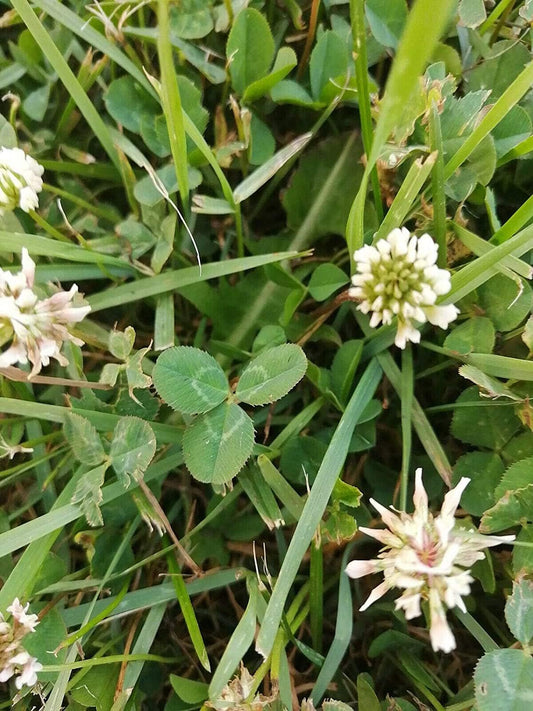 Graines de trèfle blanc hollandais au centuple 4 lb (1816 g) - Trifolium repens Légumineuse vivace, culture de couverture, couvre-sol, engrais vert, pâturage, produit du Canada 