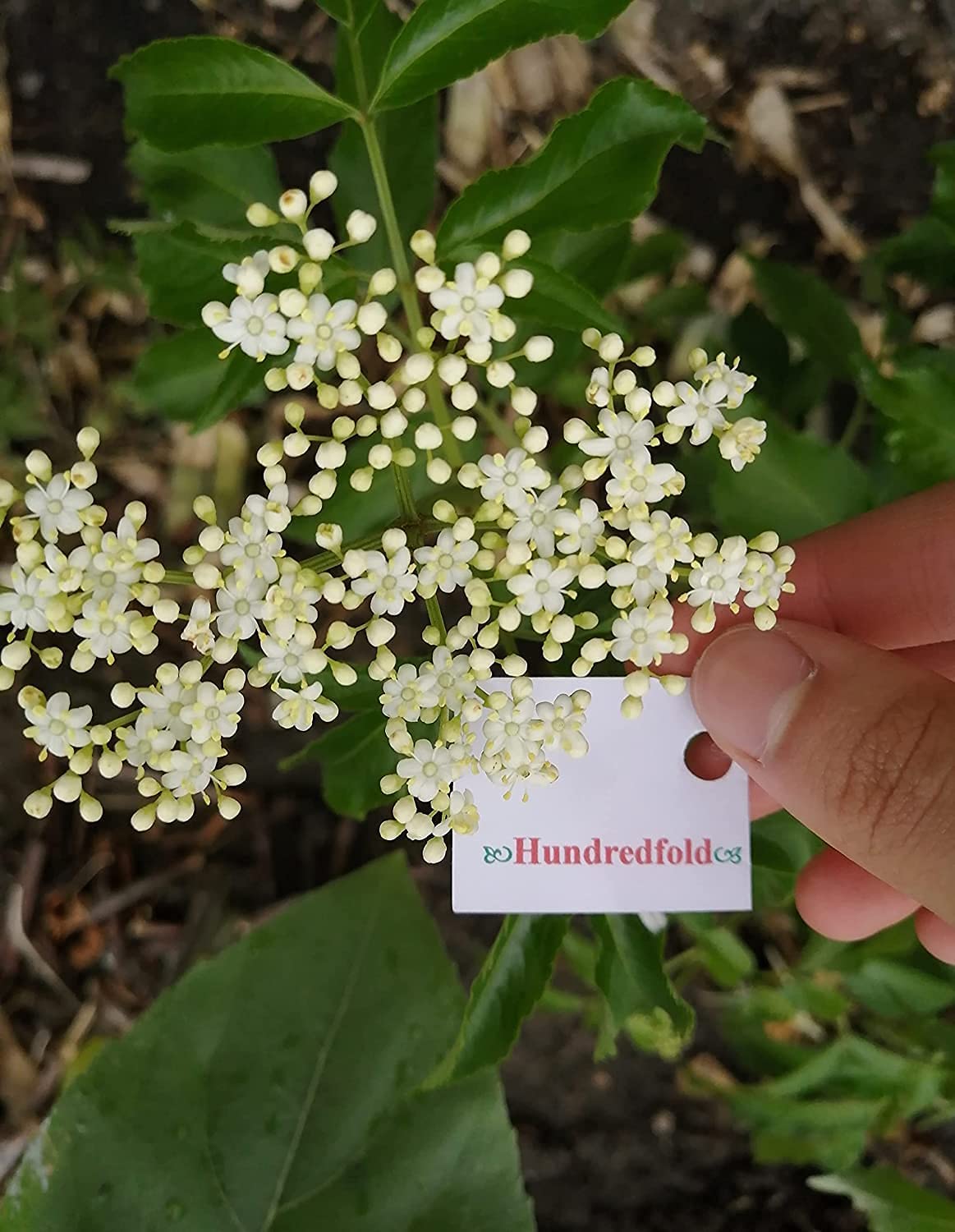 Sureau américain centuple 1 petite bouture - Sambucus Canadensis Sureau commun indigène du Canada, produisant des fleurs de sureau blanches et des baies violet foncé 