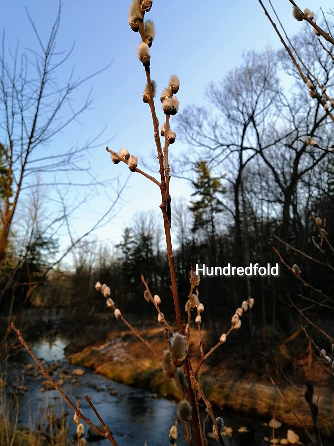 Hundredfold Black Willow Tree 1 Cutting - Native Tree Ontario Grown Bare Root, Not Potted, No Soil, Attract Wildlife & Stabilise Soil, for Food Plot & Food Forest