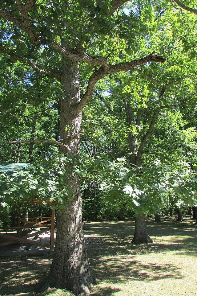 Hundredfold Black Oak 3 Acorns - Quercus Velutina, Yellow Oak, Native Shade Tree Seeds