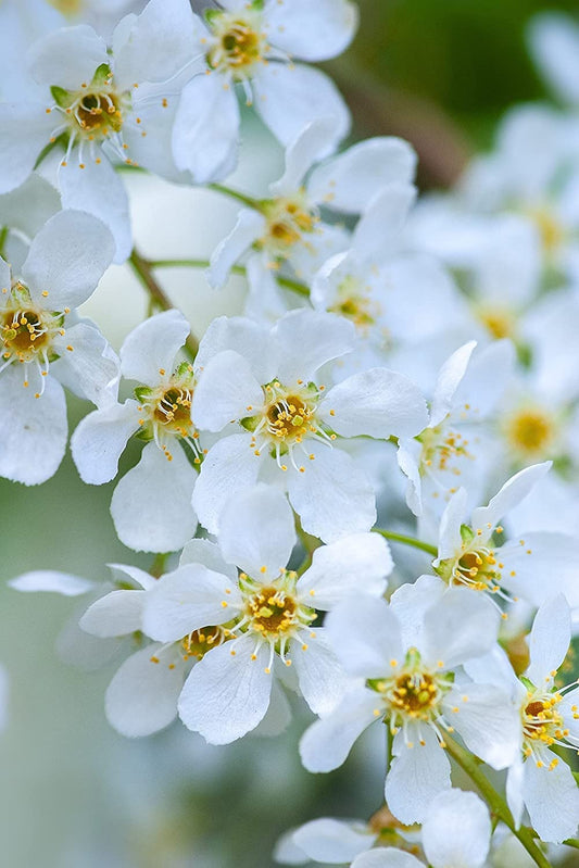 Hundredfold Pin Cherry 1 Seedling - Prunus pensylvanica Bird Cherry Fire Cherry Wild Cherry Canada Native Small Tree or Shrub, No Pot, Ontario Grown