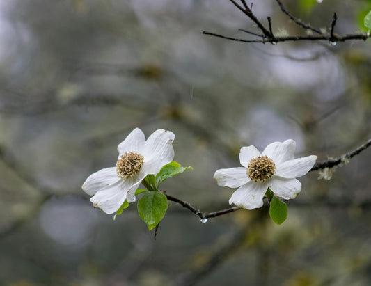 Hundredfold Pacific Dogwood 10 Tree Seeds – Cornus nuttallii West Canada Native Shrub, Attractive to Beneficial Insects and Birds