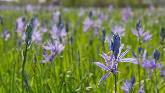 Hundredfold Common Camas Flower 20 Seeds - Camassia Quamash Swamp Sego British Columbia Native Food Staple, Produce Camass Edible Bulbs and Showy Blue Flowers