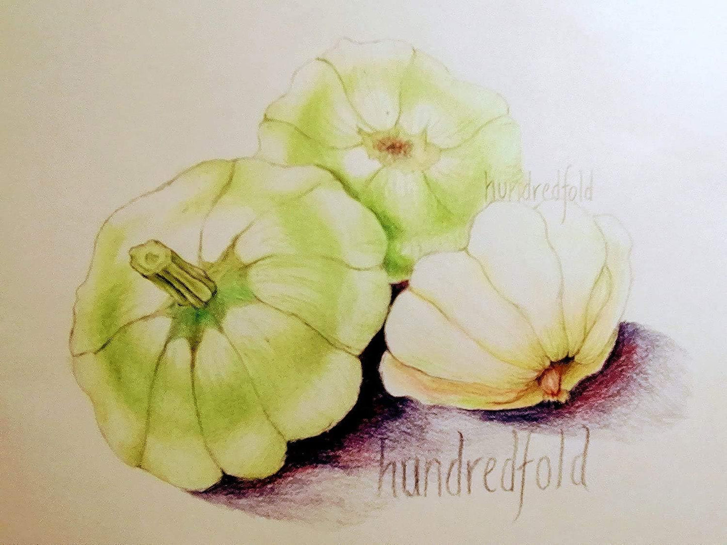 Courge d'été Bennings Green Tint de Hundredfold Benning's 30 graines de légumes - Cucurbita Pepo, Patty Pan sans OGM, Scallopini, Farr's White Bush