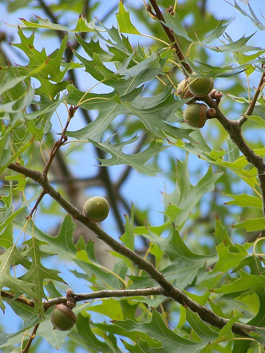 Graines de glands de chêne à 3 noix - Quercus palustris, natif d'Amérique du Nord, chêne espagnol des marais, arbre de pelouse moyen et arbre d'ombrage, belle couleur d'automne 