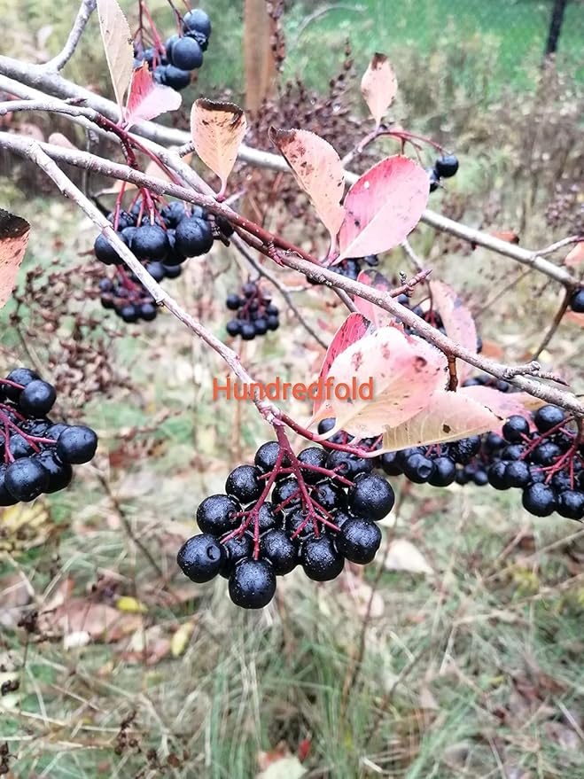 Mélange de graines d'arbustes à fruits rouges pour verger en conteneurs Hundredfold, comprenant 3 fruits sauvages indigènes du Canada : framboise noire sauvage, aronia noir et rosier sauvage, adapté au balcon, au patio et au rebord de fenêtre