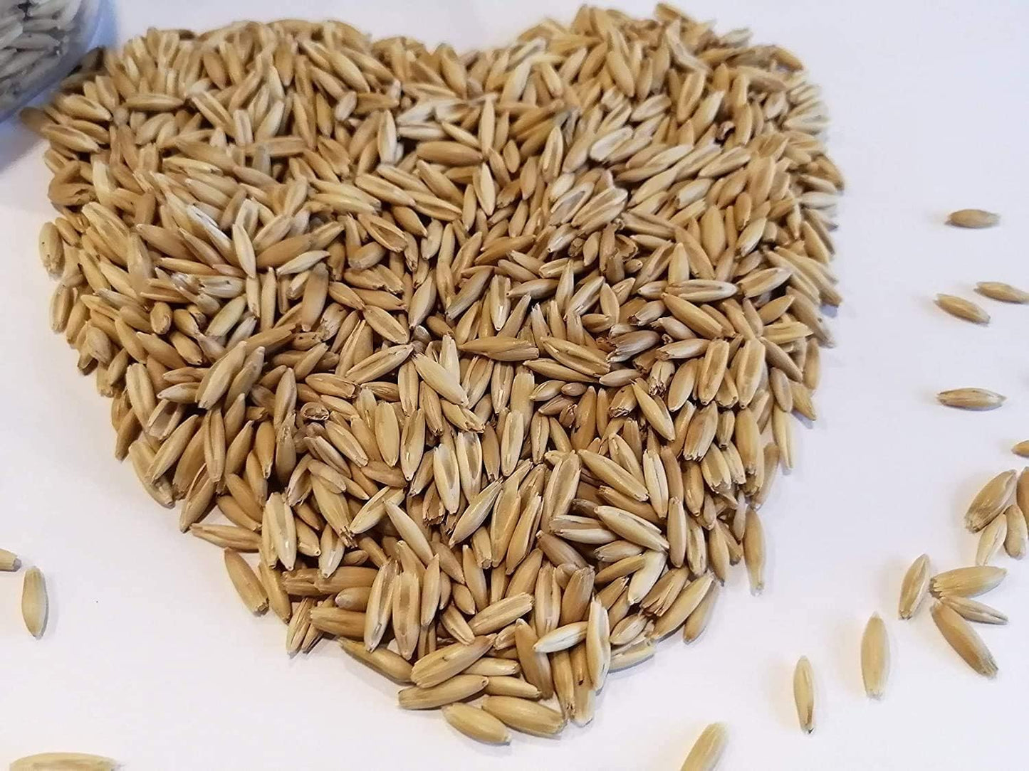 Hundredfold Common Oats 2LBS Cover Crop - Avena Sativa Non-GMO Farm and Garden Seeds for No-Till Garden & Food Plot, Green Manure, Ground Cover or Feeding Grain
