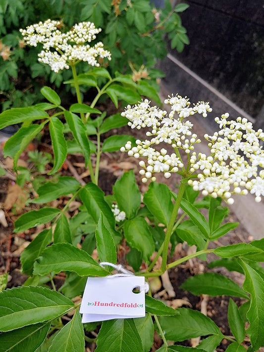 Hundredfold American Elderberry 1 Small Cutting- Sambucus Canadensis Canada Native Common Elderberry, Producing White Elderflowers and Dark Purple Berries