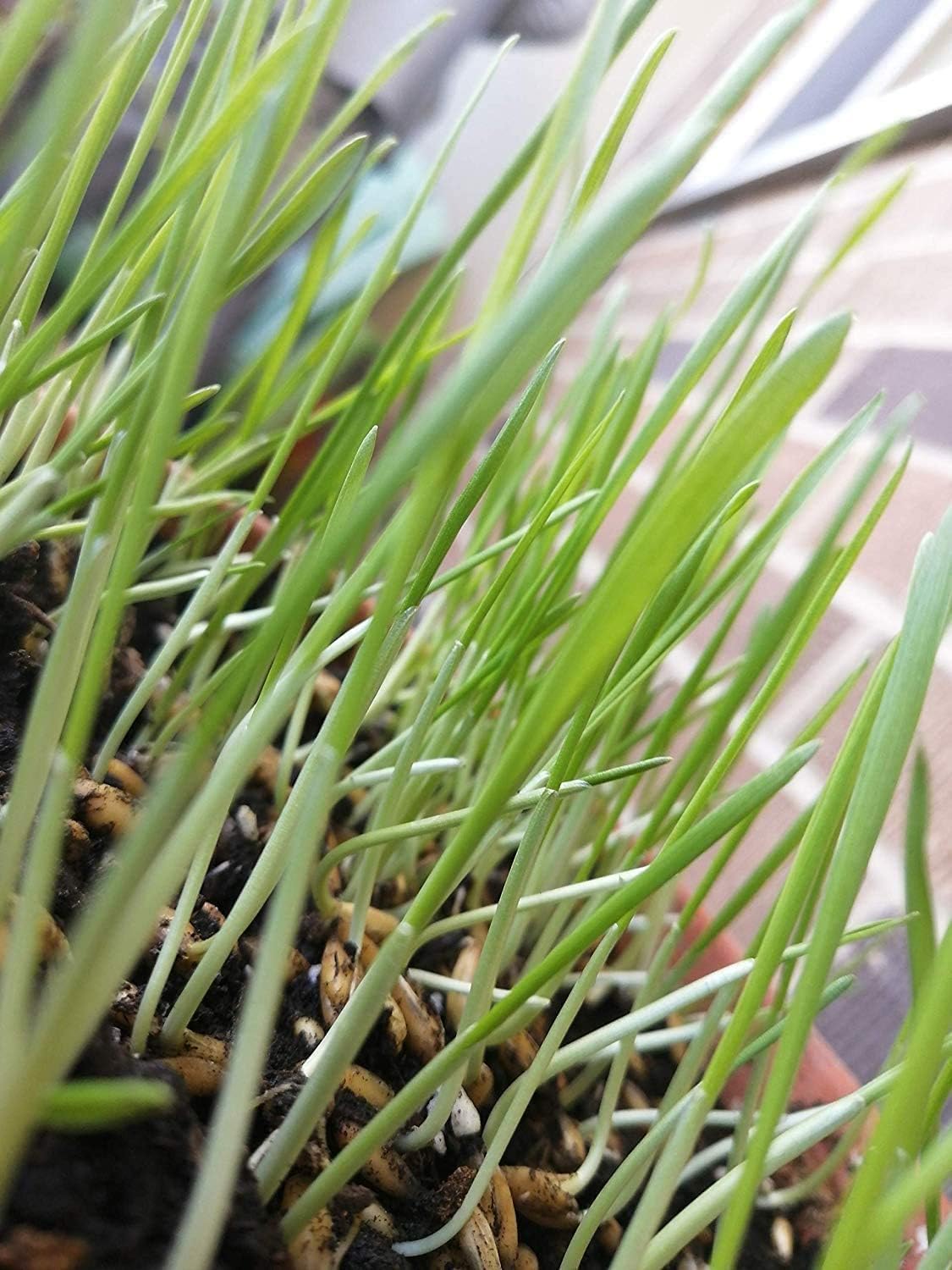 Graines d'herbe à chat à base d'avoine biologique Hundredfold 8 oz (227 grammes) - Graines d'herbe pour animaux de compagnie d'intérieur pour chats, chatons, chiens et lapins actifs 