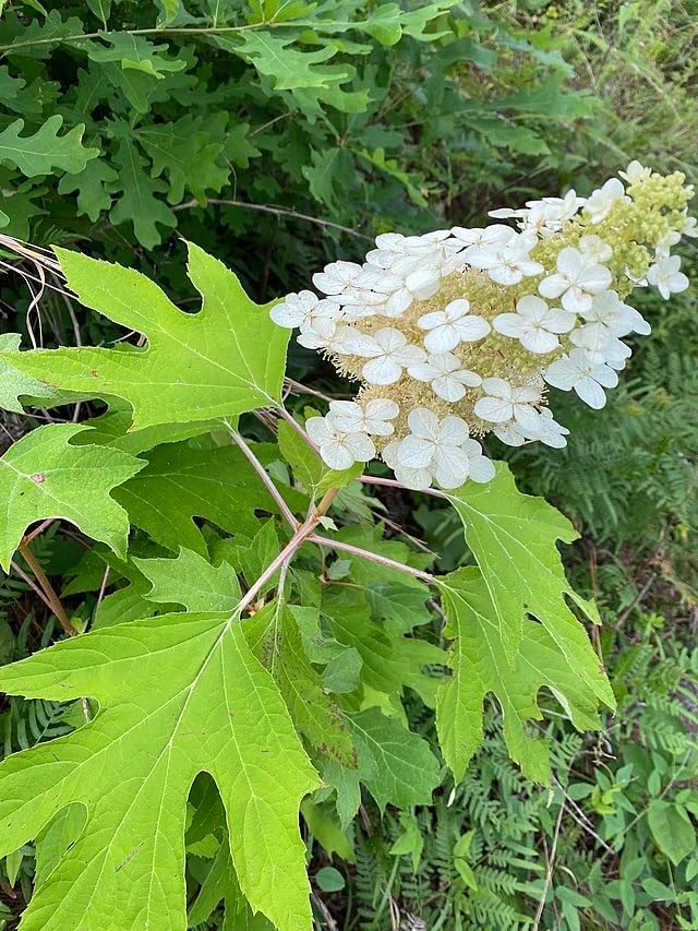 Oakleaf Hydrangea Hydrangea quercifolia, 20 Seeds, Cold-Hardy Perennial Flowering Shrub