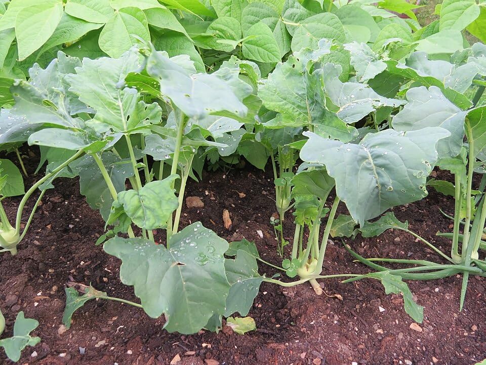 White Vienna Kohlrabi Heirloom German Turnip 200 Seeds