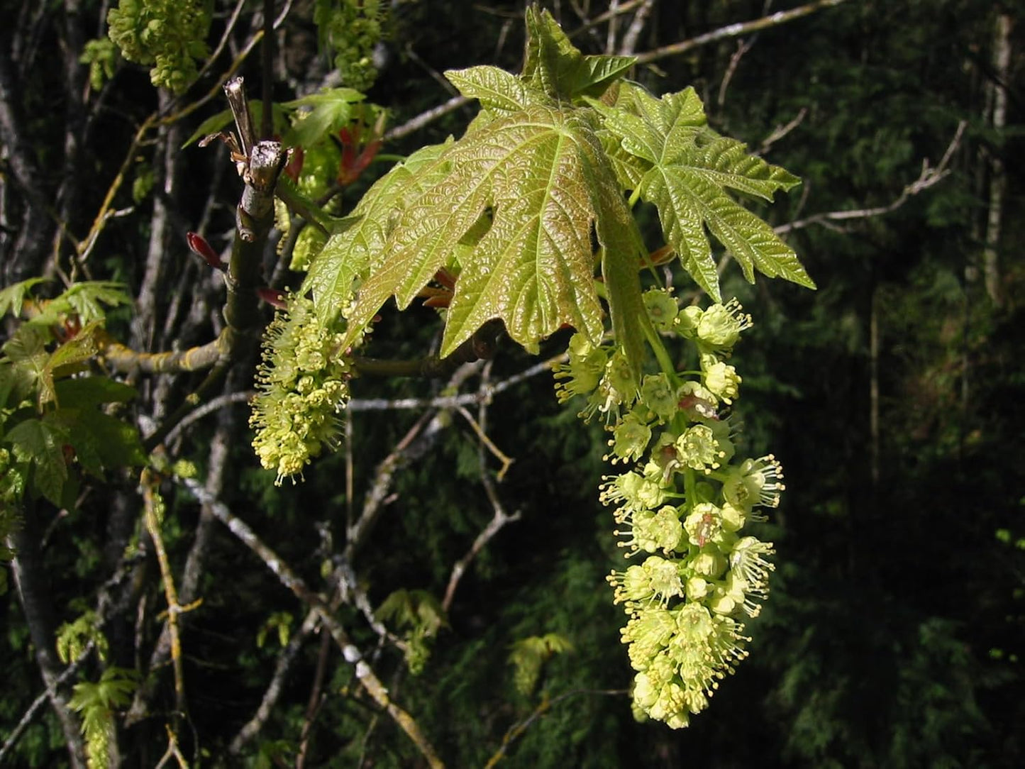 Érable à grandes feuilles centuple 10 graines d'arbres - Acer macrophyllum Érable à grandes feuilles indigène de la Colombie-Britannique Érable de l'Oregon, adapté à la côte du Pacifique 