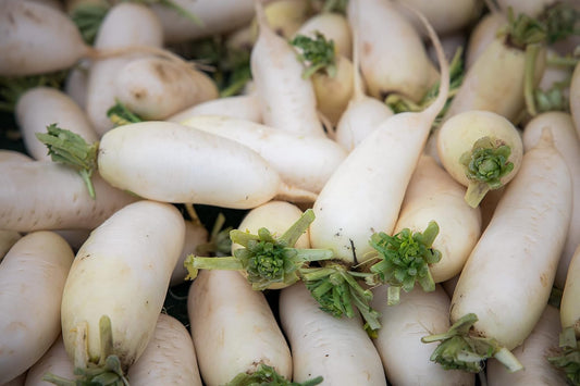 Radis Daikon Centuple 500 Graines de Légumes – Sans OGM Cultivez Vos Propres Aliments Radis Blanc Chinois, Grosse Racine, Jachère (Culture de Couverture) 