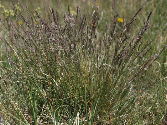 Rocky Mountain Fescue Grass Seeds 2LBS - Festuca saximontana Low Maintenance Turf, Drought Tolerant, for Lawn Alternative, Slope Planting, Erosion Control and Forage, Canada Grown, Cover 1000 sq ft