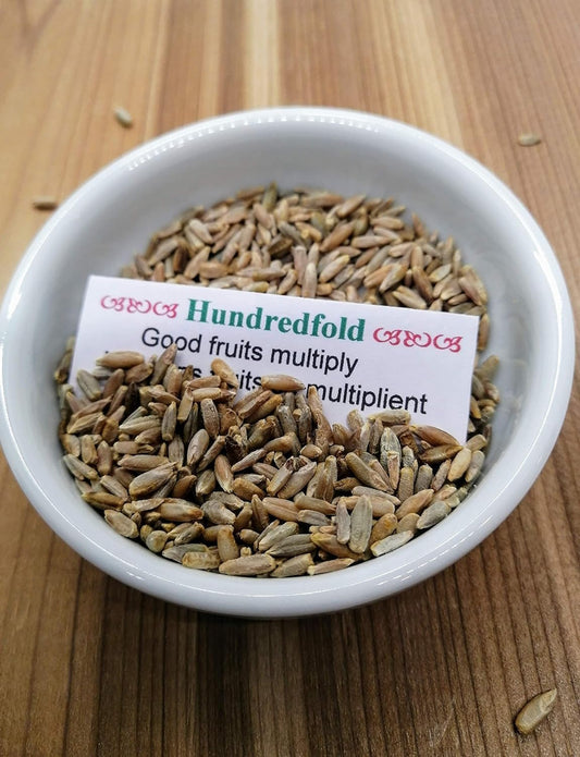 Hundredfold Canada Grown Certified Organic Rye Berries 2Kg - Non-GMO, Whole Grain, Food Grade, Vegetarian, Vegan, Buy Local, Support Canadian Farmers