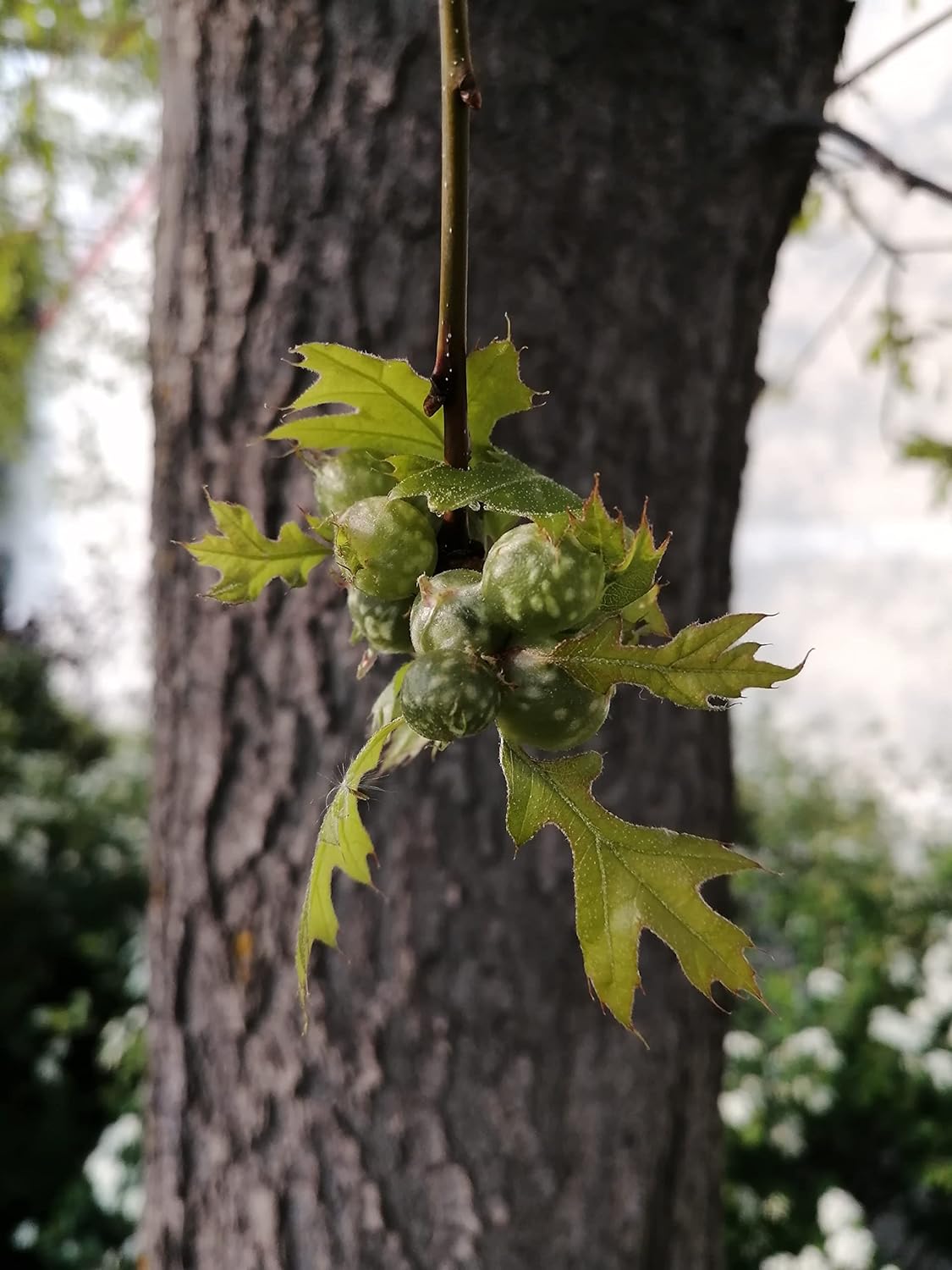 Hundredfold Pin Oak 3 Tree Nut Acorn Seeds - Quercus palustris North America Native, Swamp Spanish Oak, Medium Lawn Tree & Shade Tree, Beautiful Fall Color