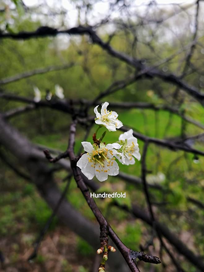 Hundredfold Pin Cherry 1 Seedling - Prunus pensylvanica Bird Cherry Fire Cherry Wild Cherry Canada Native Small Tree or Shrub, No Pot, Ontario Grown