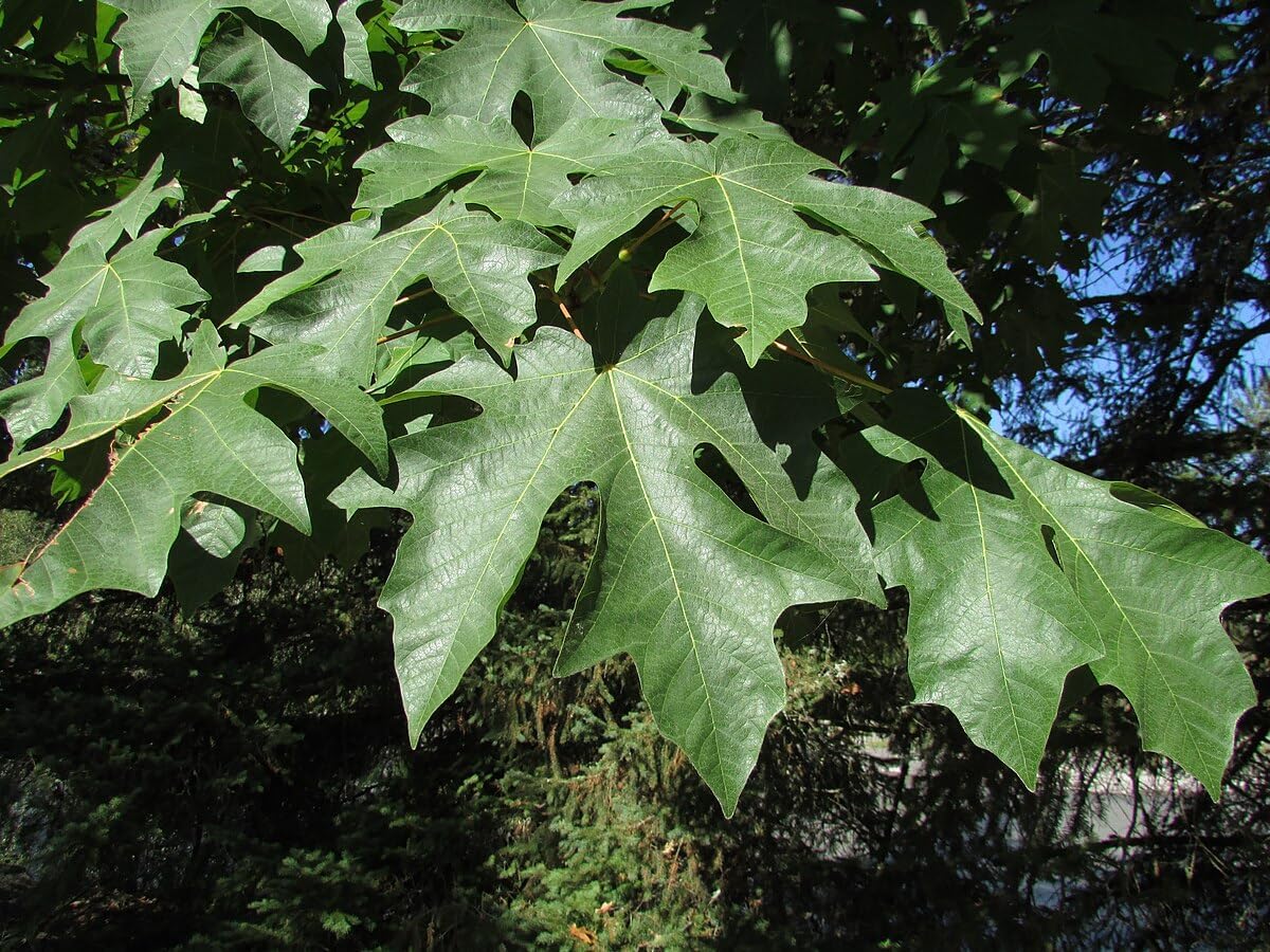 Érable à grandes feuilles centuple 10 graines d'arbres - Acer macrophyllum Érable à grandes feuilles indigène de la Colombie-Britannique Érable de l'Oregon, adapté à la côte du Pacifique 