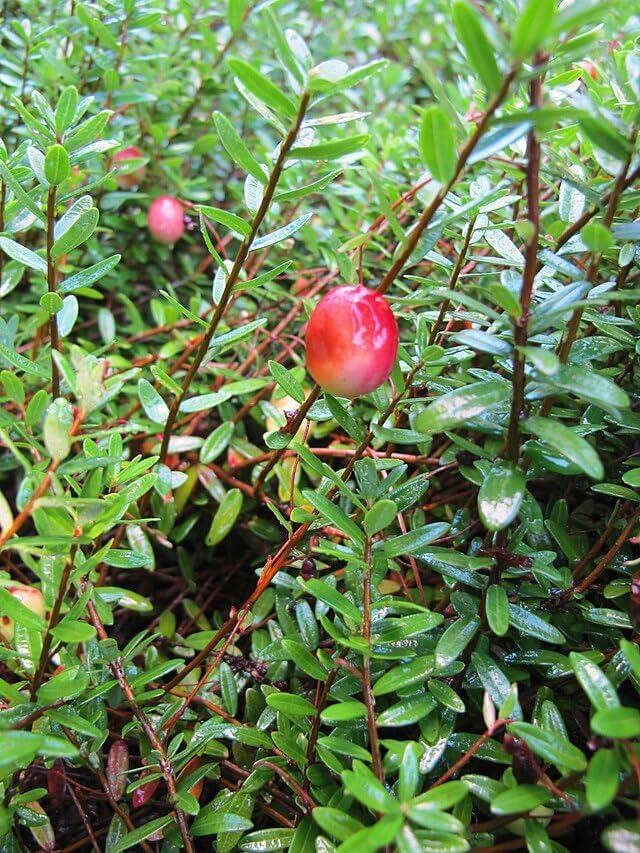 Cranberry Shrub Seeds for Planting, Vaccinium macrocarpon, 30 Seeds, Canada Grown | Hundredfold