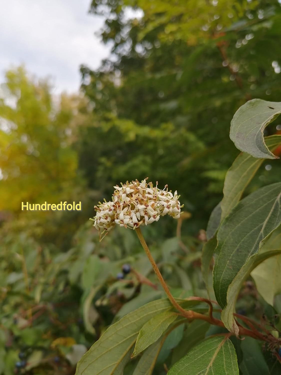Graines de cornouiller soyeux au centuple 10 - Cornus obliqua Cornouiller pâle Cornouiller des marais Arbuste indigène du Canada 