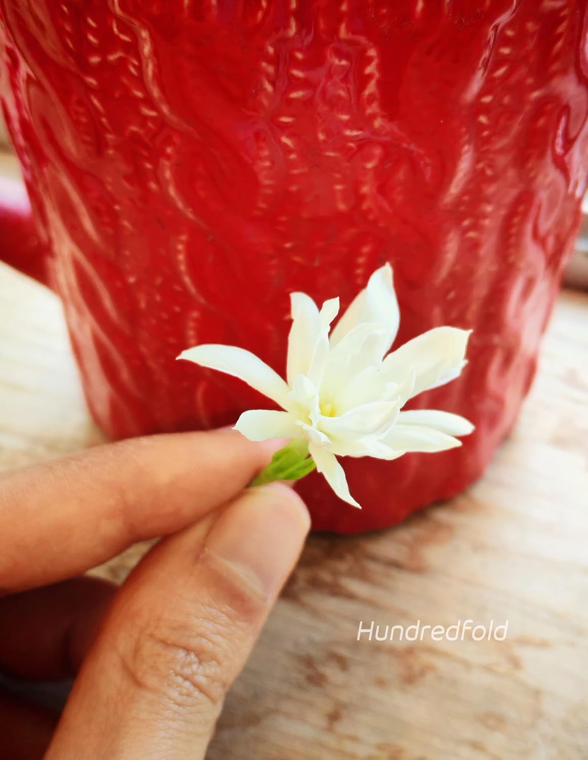 Arabian Tea Jasmine Plant – Jasminum sambac 'Belle of India' | Extremely Fragrant White Flowers | Indoor Houseplant or Patio Bush | Live 6” Potted Plant | Hundredfold