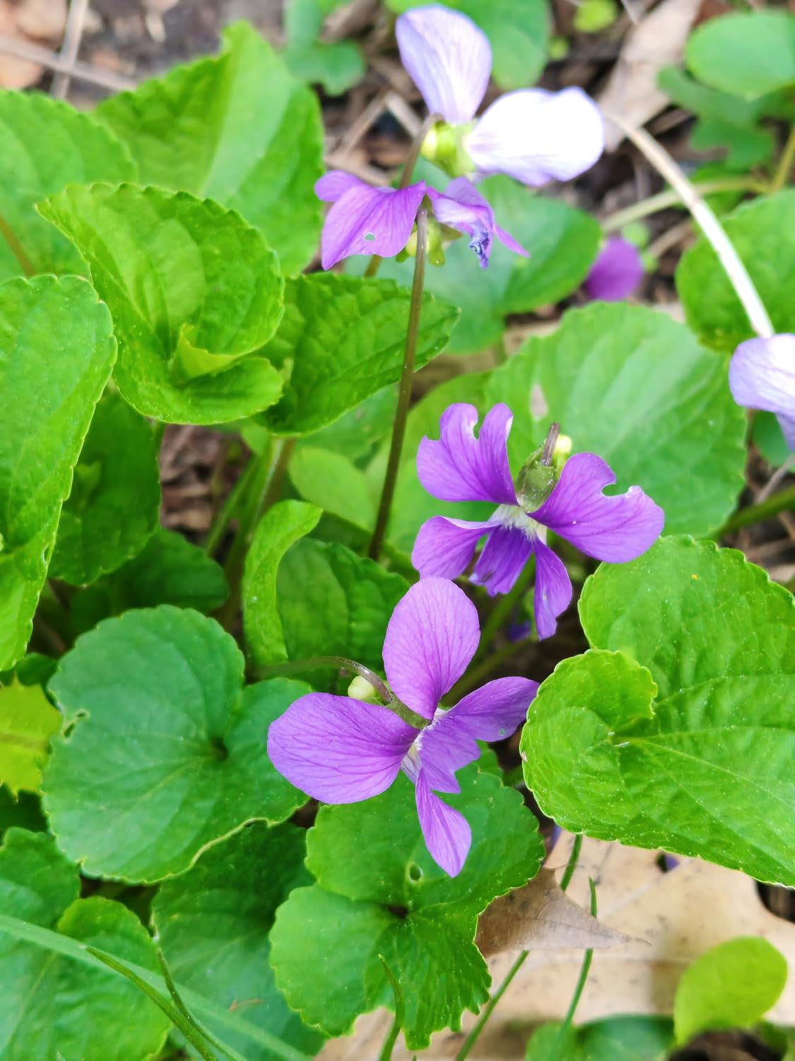 Common Blue Violet Bare Root 1 Cutting for Planting - Non-GMO Bare Rooted Live-Plant for Garden & Patio Container, Not in a Pot