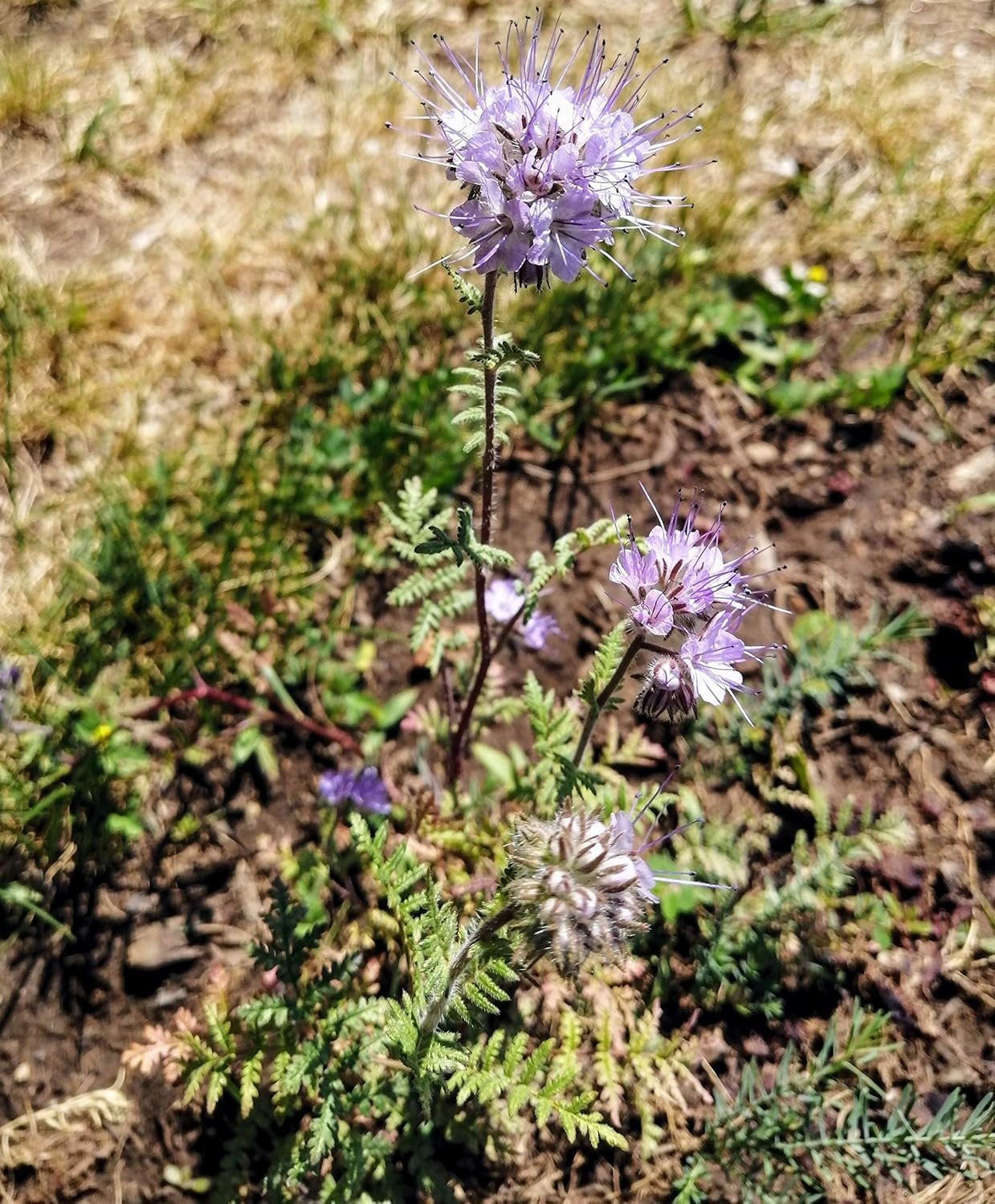 Lacy Phacelia 4lbs Seeds - Phacelia tanacetifolia Fiddleneck Purple Tansy Cover Crop High-yielding Honey Plant, Excellent for Bee Keeping and Orchards, Cover 0.5 Acre