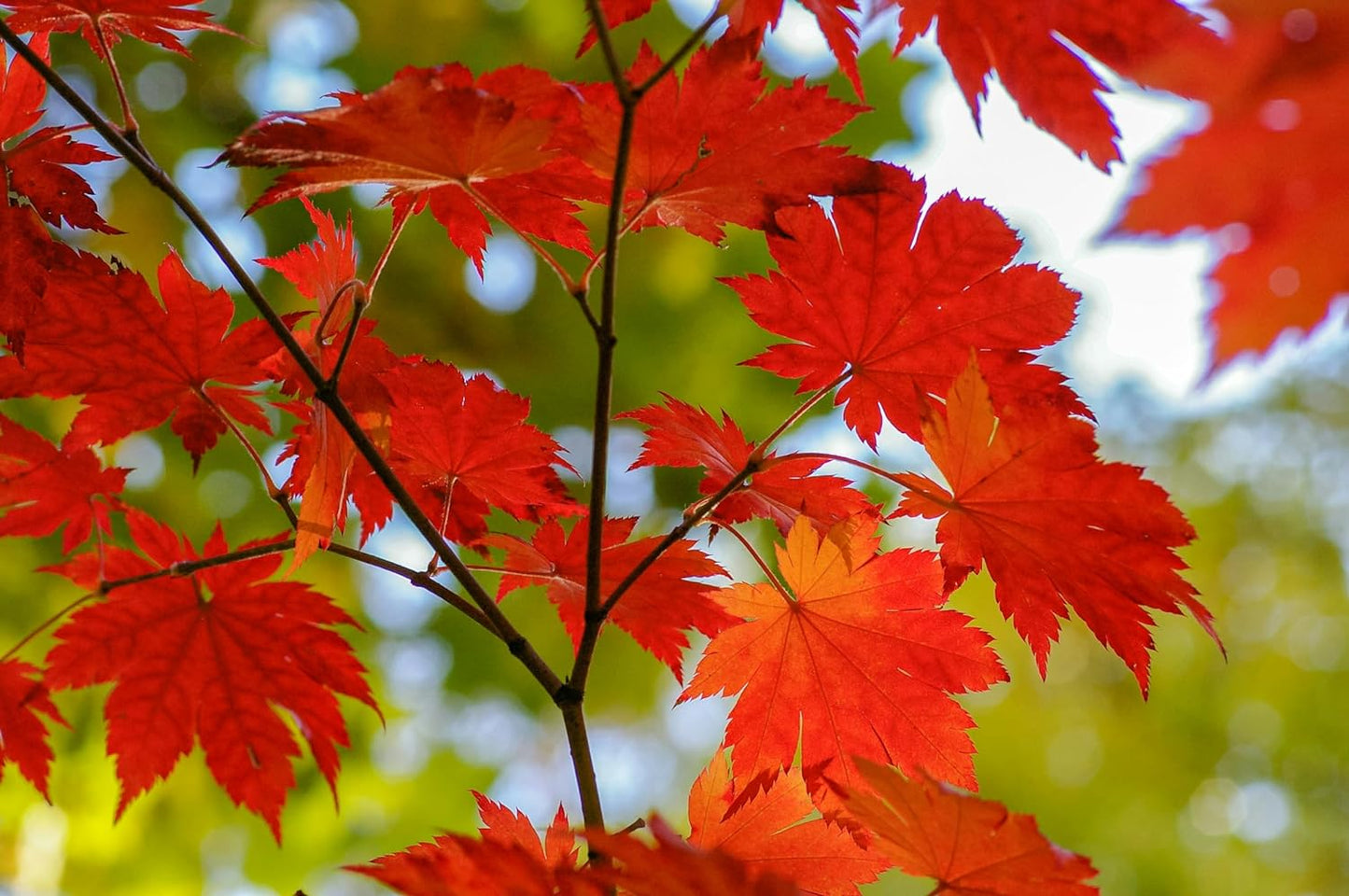 Graines d'érable à vigne centuple 10 graines – Acer circinatum Petit arbre indigène de l'Ouest du Canada, attrayant pour les insectes et les oiseaux 